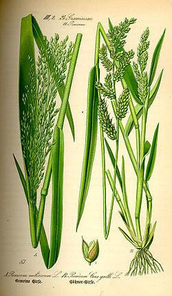 millet