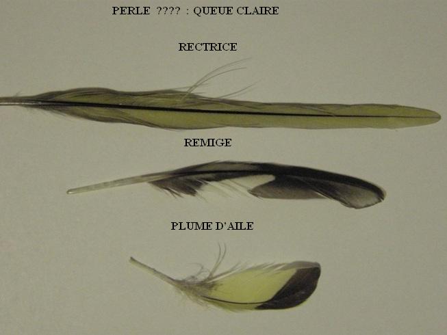 Plumes Perlée Mélanique Queue Claire Gris-Vert