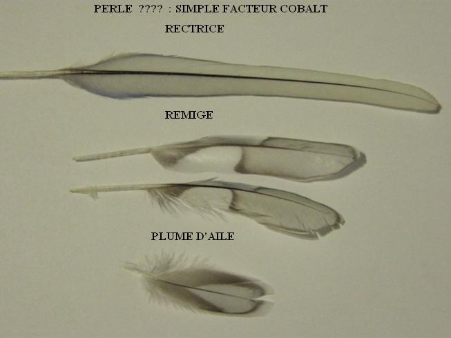 Plumes Perlée Mélanique Simple Facteur Cobalt