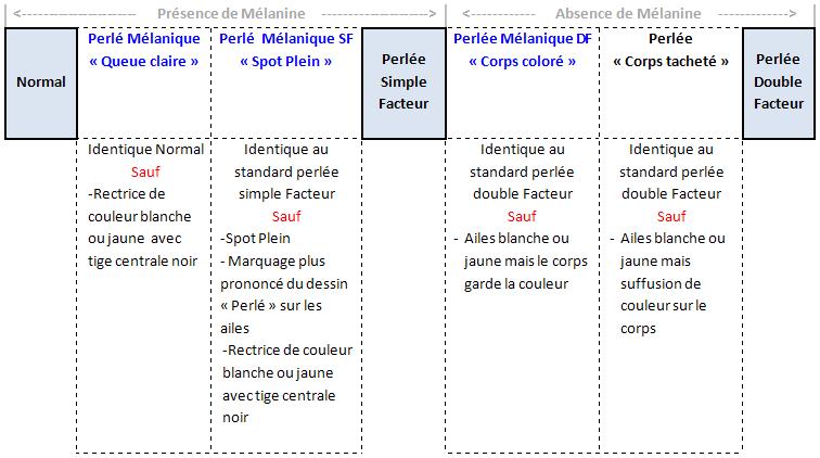 Schema phénotype Perlée