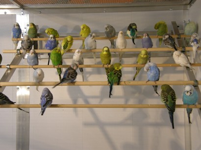 Perchoir