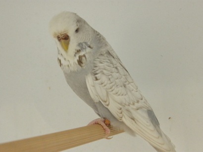 Agrandir la photo