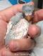  Lovebird Du Paradis