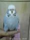  Darmon