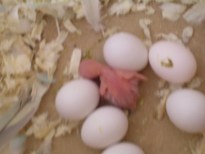Nichée box 6, éclosion