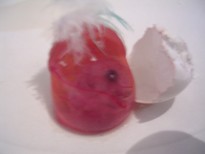 embryon perruche ondulée